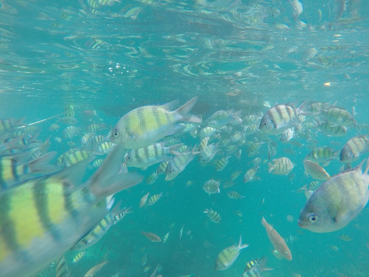 GoPro-Hero4-Underwater-Fishes