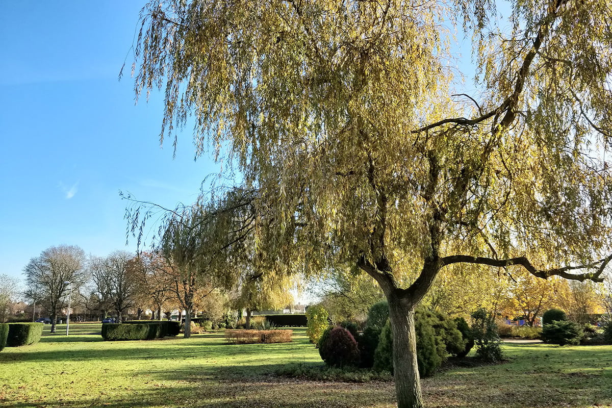 oneplus 5t review camera samples tree offset