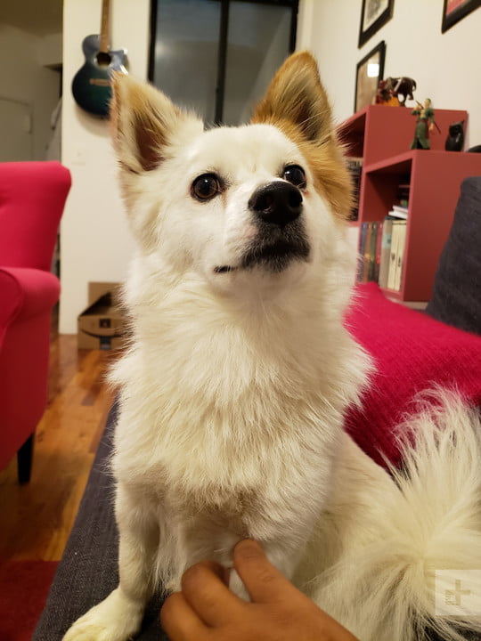 samsung galaxy s9 review sample portrait dog